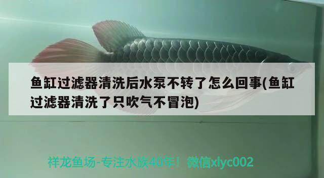 魚缸過濾器清洗后水泵不轉(zhuǎn)了怎么回事(魚缸過濾器清洗了只吹氣不冒泡) 翡翠鳳凰魚