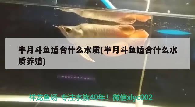 半月斗魚適合什么水質(zhì)(半月斗魚適合什么水質(zhì)養(yǎng)殖) 觀賞魚