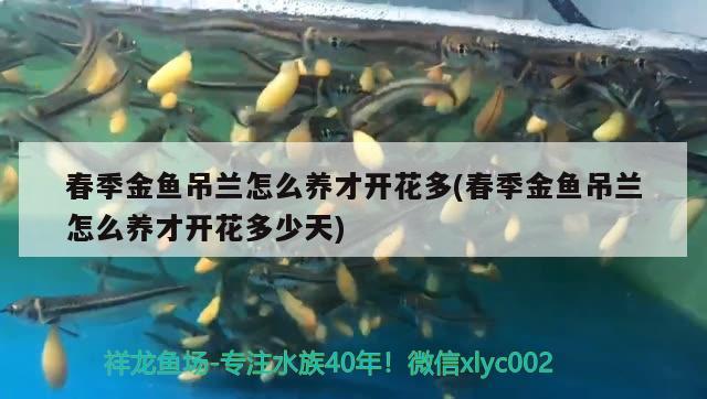 春季金魚吊蘭怎么養(yǎng)才開花多(春季金魚吊蘭怎么養(yǎng)才開花多少天)