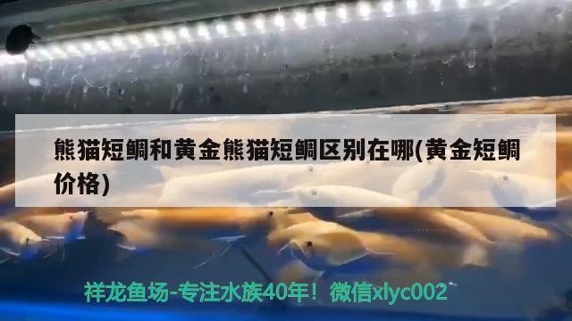 熊貓短鯛和黃金熊貓短鯛區(qū)別在哪(黃金短鯛價格) 觀賞魚