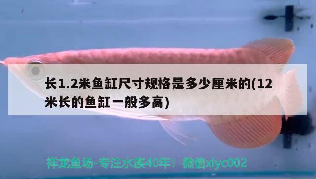 長1.2米魚缸尺寸規(guī)格是多少厘米的(12米長的魚缸一般多高)