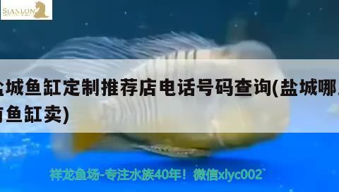 鹽城魚(yú)缸定制推薦店電話號(hào)碼查詢(鹽城哪里有魚(yú)缸賣(mài)) 南美異型魚(yú)