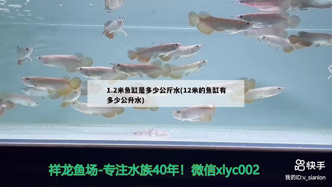 1.2米魚缸是多少公斤水(12米的魚缸有多少公升水) 泰國虎魚