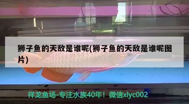 獅子魚的天敵是誰呢(獅子魚的天敵是誰呢圖片)