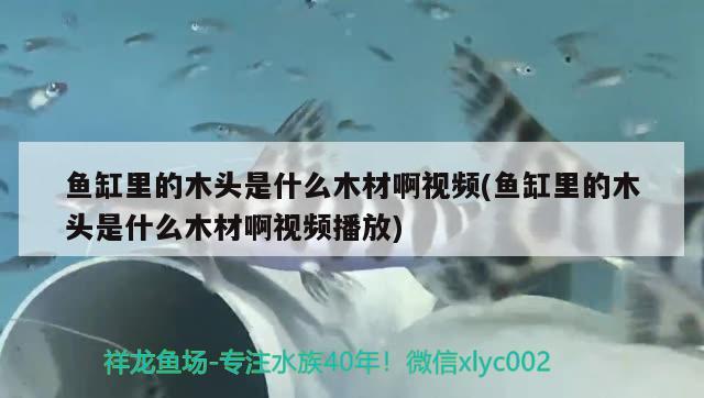 魚(yú)缸里的木頭是什么木材啊視頻(魚(yú)缸里的木頭是什么木材啊視頻播放)