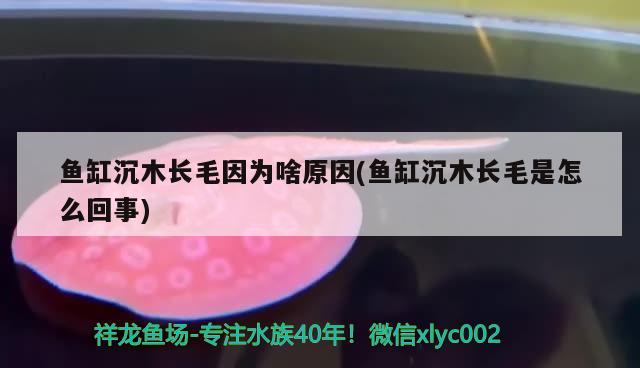 魚缸沉木長毛因?yàn)樯对?魚缸沉木長毛是怎么回事) 蝴蝶鯉