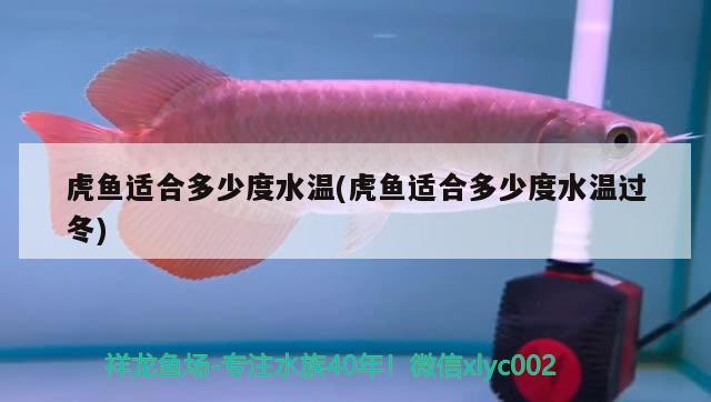 虎魚適合多少度水溫(虎魚適合多少度水溫過冬) 虎魚百科