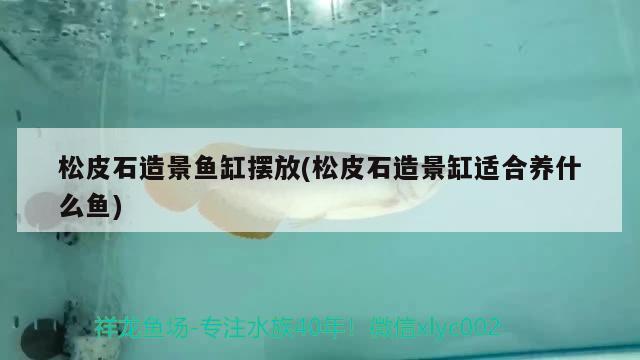 松皮石造景魚缸擺放(松皮石造景缸適合養(yǎng)什么魚)