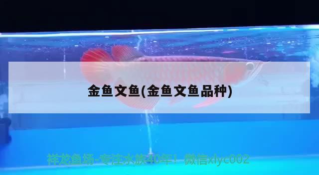 金魚文魚(金魚文魚品種) 觀賞魚