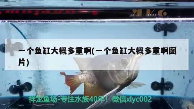 一個魚缸大概多重啊(一個魚缸大概多重啊圖片) 元寶鳳凰魚專用魚糧