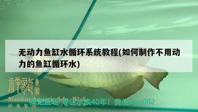 無動力魚缸水循環(huán)系統(tǒng)教程(如何制作不用動力的魚缸循環(huán)水)