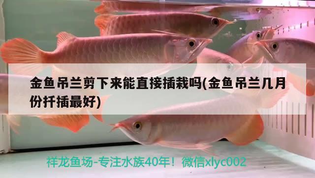 金魚吊蘭剪下來能直接插栽嗎(金魚吊蘭幾月份扦插最好) 觀賞魚