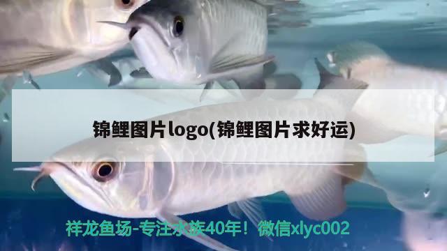 錦鯉圖片logo(錦鯉圖片求好運(yùn))