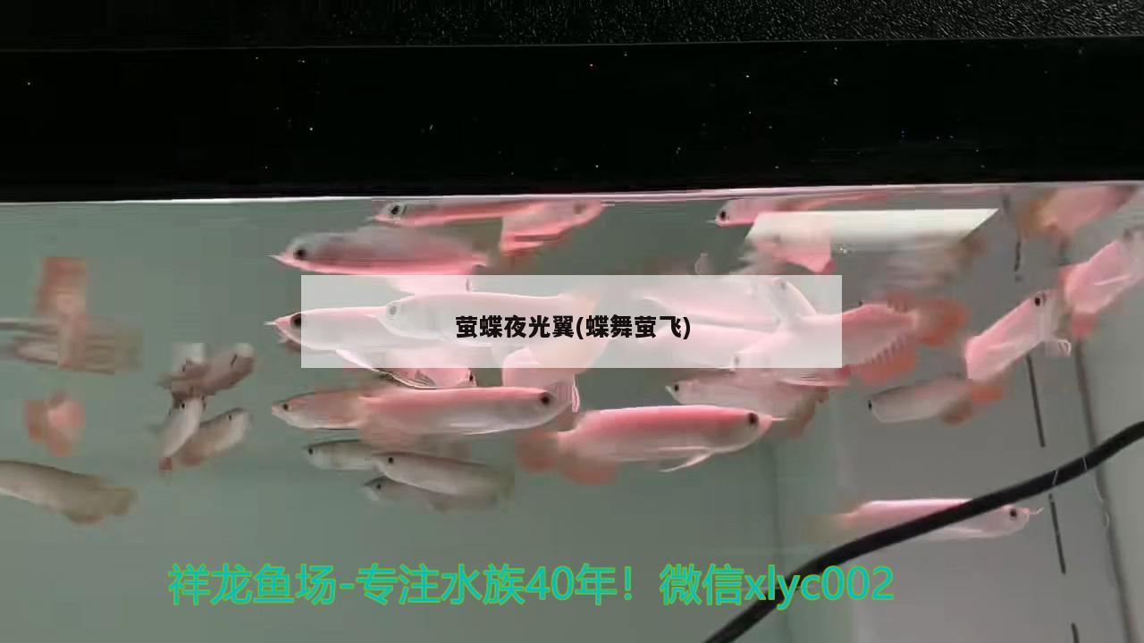 螢蝶夜光翼(蝶舞螢飛) 觀賞魚