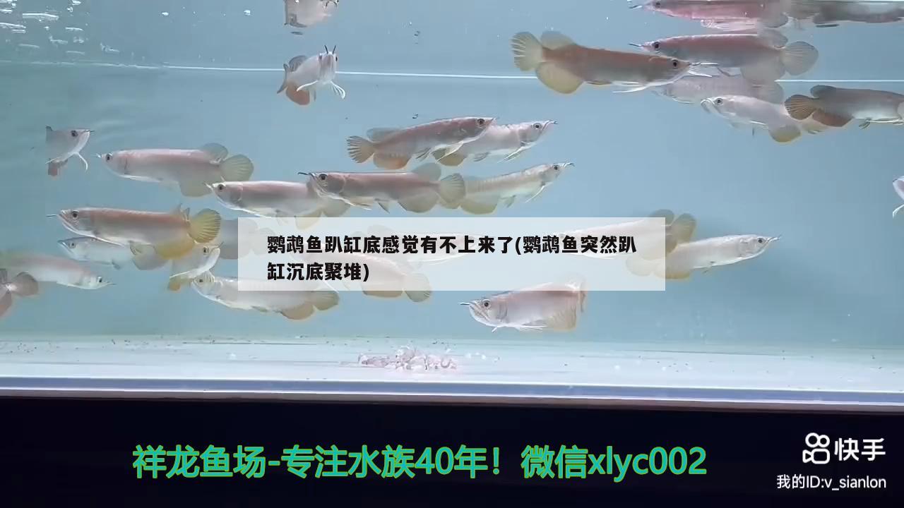 鸚鵡魚趴缸底感覺有不上來了(鸚鵡魚突然趴缸沉底聚堆) 鸚鵡魚