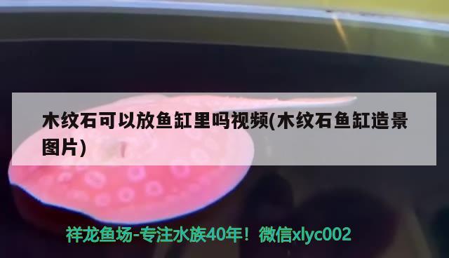 木紋石可以放魚(yú)缸里嗎視頻(木紋石魚(yú)缸造景圖片) 黃金河虎魚(yú)