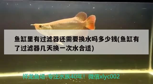 魚缸里有過(guò)濾器還需要換水嗎多少錢(魚缸有了過(guò)濾器幾天換一次水合適)