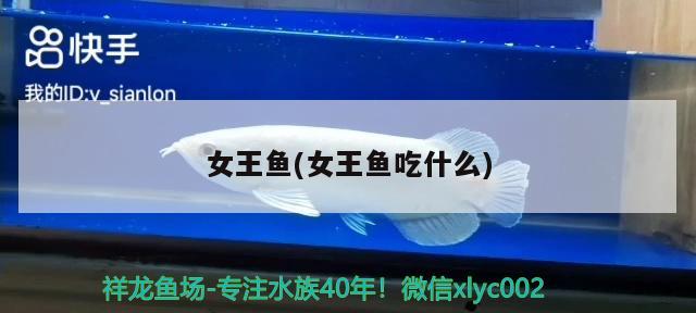 女王魚(女王魚吃什么)