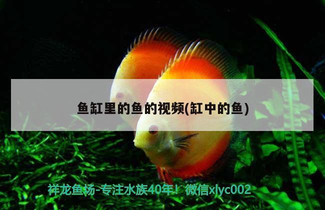 魚(yú)缸里的魚(yú)的視頻(缸中的魚(yú))