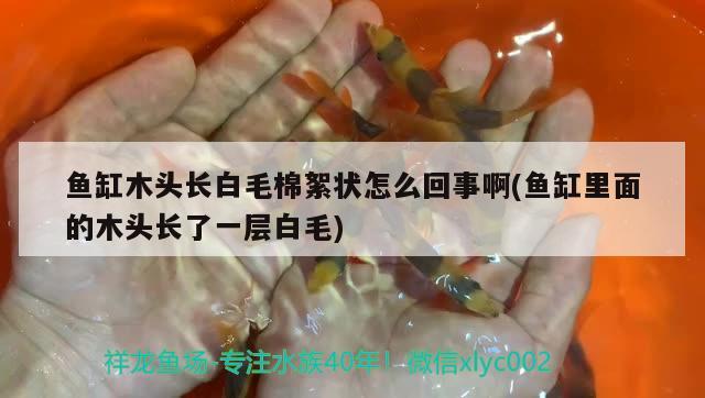 魚缸木頭長(zhǎng)白毛棉絮狀怎么回事啊(魚缸里面的木頭長(zhǎng)了一層白毛) 過背金龍魚