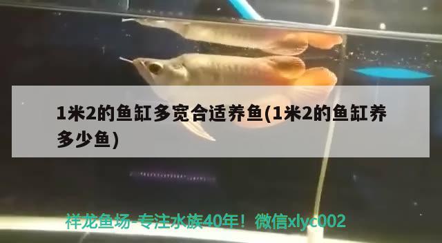 1米2的魚缸多寬合適養(yǎng)魚(1米2的魚缸養(yǎng)多少魚) 高背金龍魚