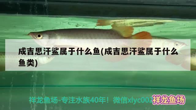 成吉思汗鯊屬于什么魚(成吉思汗鯊屬于什么魚類)