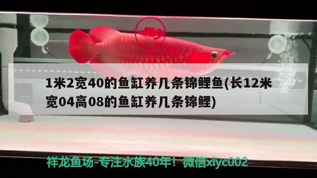 1米2寬40的魚缸養(yǎng)幾條錦鯉魚(長12米寬04高08的魚缸養(yǎng)幾條錦鯉)