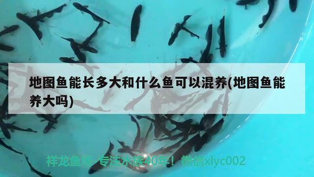 地圖魚能長多大和什么魚可以混養(yǎng)(地圖魚能養(yǎng)大嗎) 觀賞魚