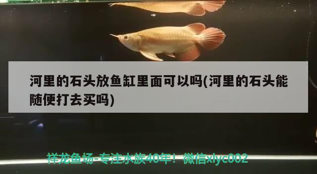 河里的石頭放魚缸里面可以嗎(河里的石頭能隨便打去買嗎) 金老虎魚