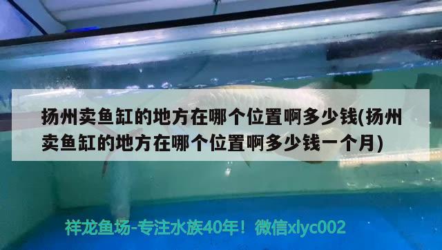 揚(yáng)州賣魚缸的地方在哪個(gè)位置啊多少錢(揚(yáng)州賣魚缸的地方在哪個(gè)位置啊多少錢一個(gè)月)