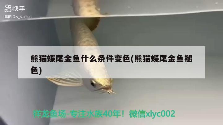 熊貓蝶尾金魚什么條件變色(熊貓蝶尾金魚褪色)