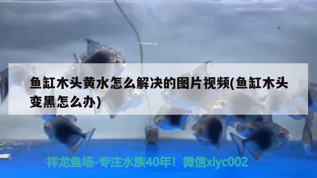 魚缸木頭黃水怎么解決的圖片視頻(魚缸木頭變黑怎么辦) 賽級紅龍魚