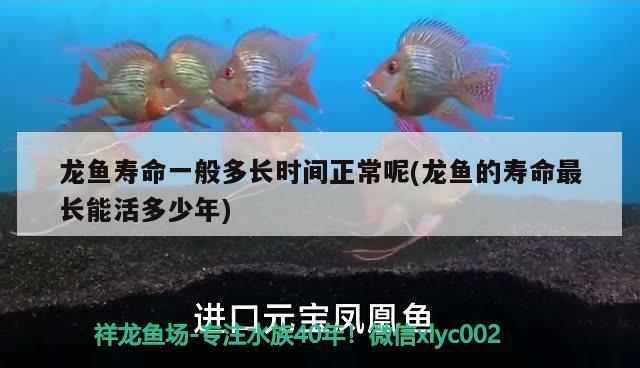 龍魚壽命一般多長時間正常呢(龍魚的壽命最長能活多少年) 觀賞魚