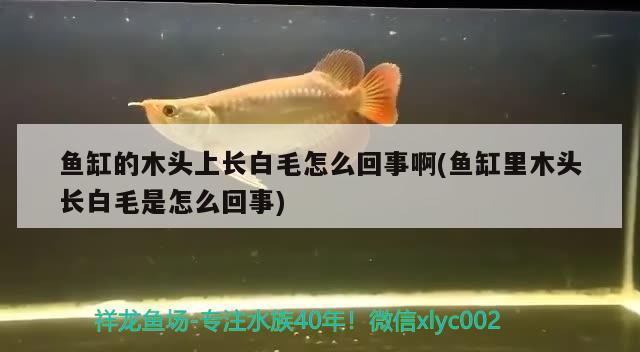 魚缸的木頭上長白毛怎么回事啊(魚缸里木頭長白毛是怎么回事) 皇冠黑白魟魚 第2張