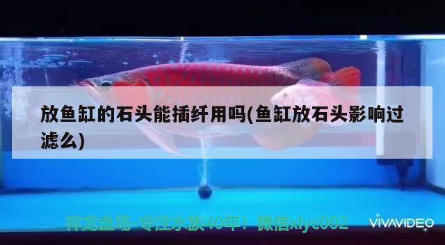 放魚缸的石頭能插纖用嗎(魚缸放石頭影響過濾么) 福滿鉆魚