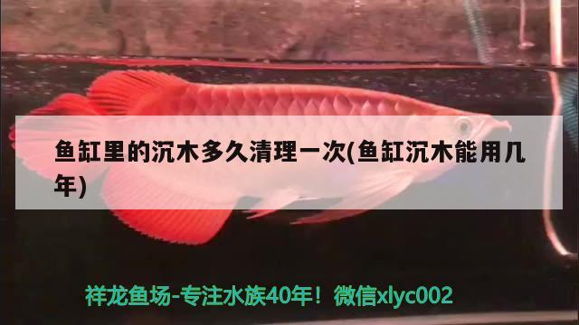 魚缸里的沉木多久清理一次(魚缸沉木能用幾年) 福魟魟魚