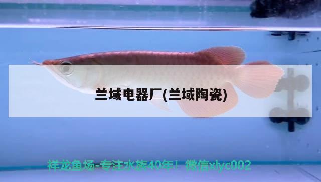 蘭域電器廠(蘭域陶瓷) 觀賞魚(yú)