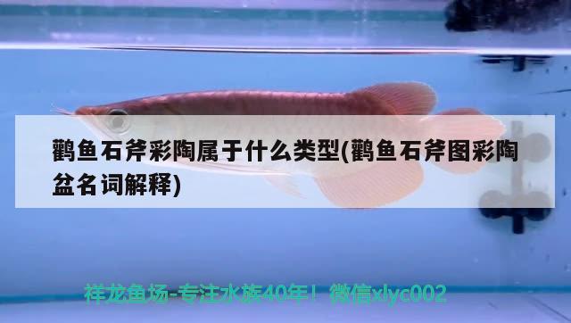 鸛魚(yú)石斧彩陶屬于什么類(lèi)型(鸛魚(yú)石斧圖彩陶盆名詞解釋) 觀(guān)賞魚(yú)