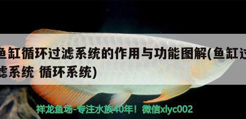 魚(yú)缸循環(huán)過(guò)濾系統(tǒng)的作用與功能圖解(魚(yú)缸過(guò)濾系統(tǒng)循環(huán)系統(tǒng))