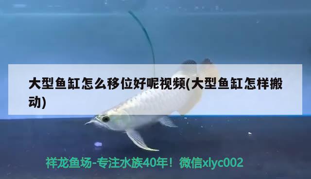 大型魚缸怎么移位好呢視頻(大型魚缸怎樣搬動(dòng))