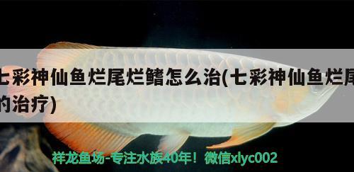 七彩神仙魚爛尾爛鰭怎么治(七彩神仙魚爛尾的治療)