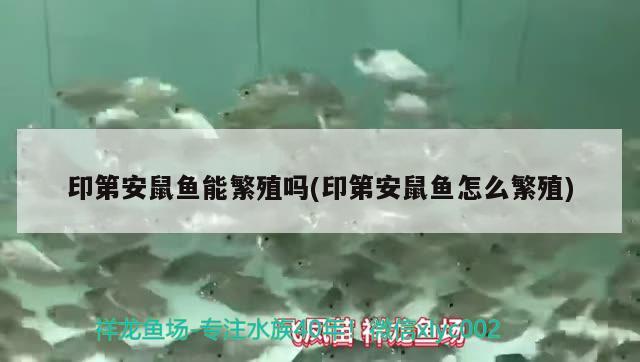 印第安鼠魚能繁殖嗎(印第安鼠魚怎么繁殖) 觀賞魚