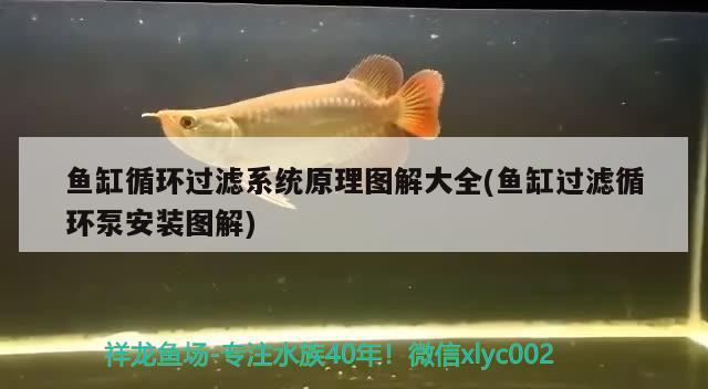 魚缸循環(huán)過濾系統(tǒng)原理圖解大全(魚缸過濾循環(huán)泵安裝圖解) 大正錦鯉魚 第3張