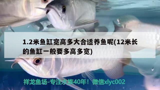 1.2米魚缸寬高多大合適養(yǎng)魚呢(12米長的魚缸一般要多高多寬)