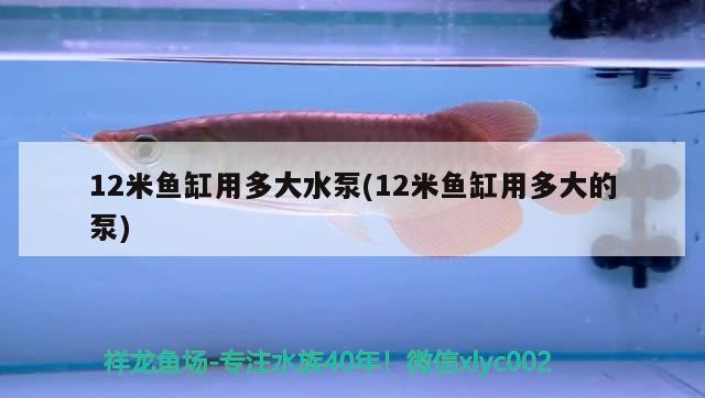 12米魚(yú)缸用多大水泵(12米魚(yú)缸用多大的泵)