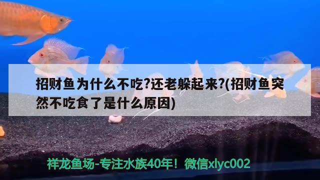 招財(cái)魚為什么不吃?還老躲起來?(招財(cái)魚突然不吃食了是什么原因)