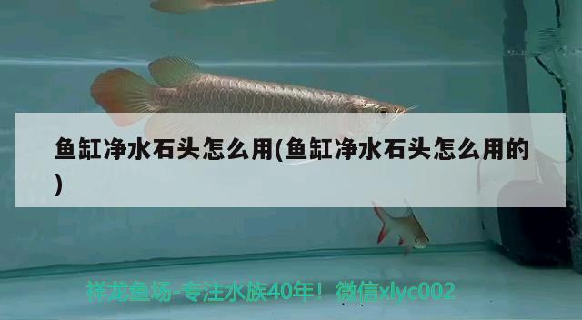 魚(yú)缸凈水石頭怎么用(魚(yú)缸凈水石頭怎么用的)