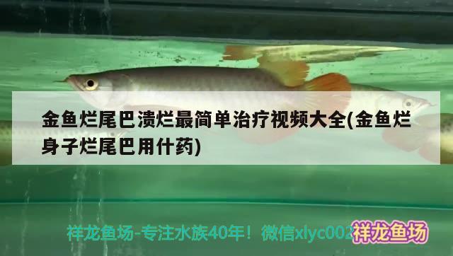 金魚爛尾巴潰爛最簡單治療視頻大全(金魚爛身子爛尾巴用什藥)