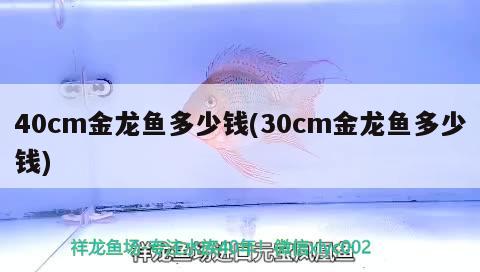 40cm金龍魚多少錢(30cm金龍魚多少錢) 觀賞魚