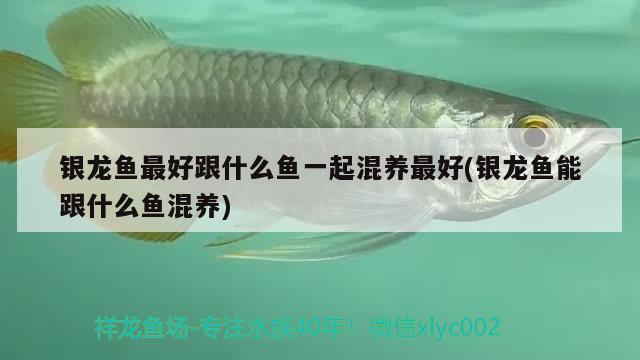 銀龍魚最好跟什么魚一起混養(yǎng)最好(銀龍魚能跟什么魚混養(yǎng))